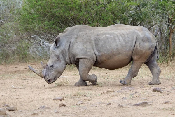 Rhinocéros massif chez kruger — Photo