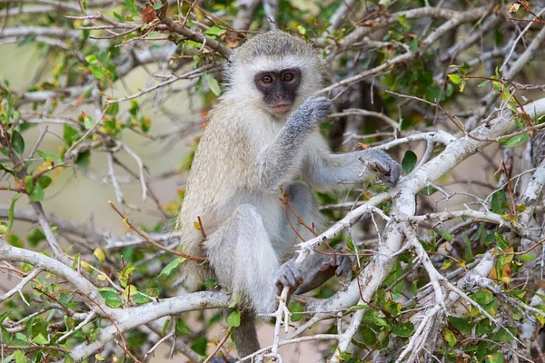 Vervet aap op kruger — Stockfoto