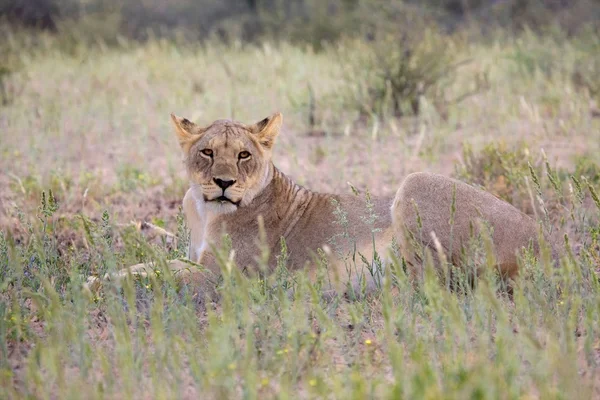 Young lioness at kgalagadi — Stock Photo, Image