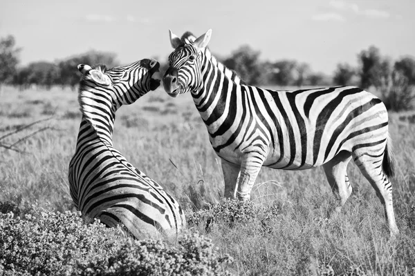 Zebra combattimento a etosha — Foto Stock