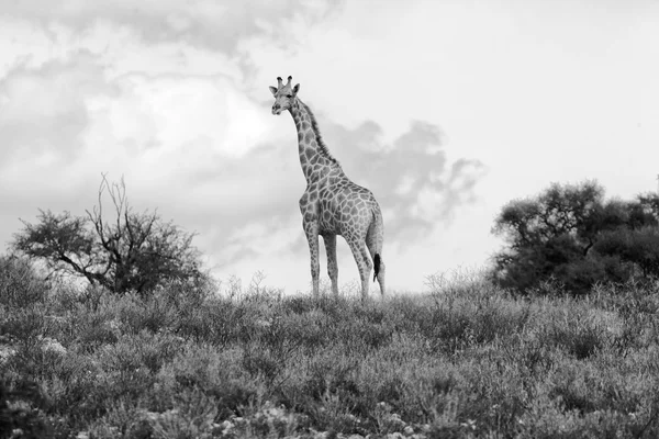 Girafa no parque nacional transfronteiriço de kgalagadi — Fotografia de Stock