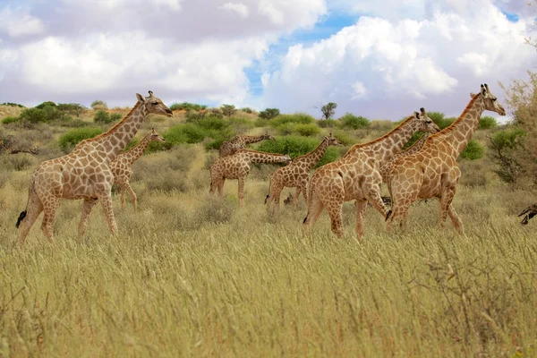 Giraffes in kgalagadi transfrontier national park — Stock Photo, Image