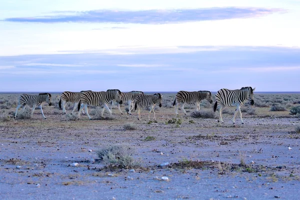 Zebras ao nascer do sol — Fotografia de Stock