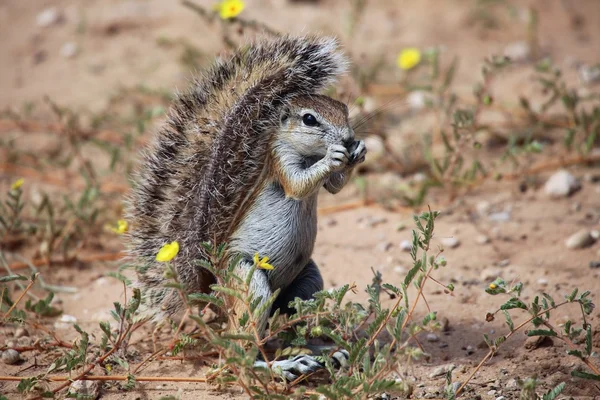 Esquilo terrestre no parque transfronteiriço de kgalagadi — Fotografia de Stock