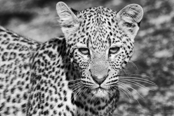 Joven leopardo en kruger — Foto de Stock