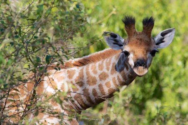 Girafa jovem curioso — Fotografia de Stock