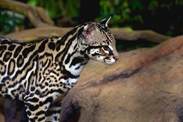 좋은 오슬로 또는 tigrillo 또는 leaopardus pardalis 또는 manigordo 로열티 프리 스톡 사진