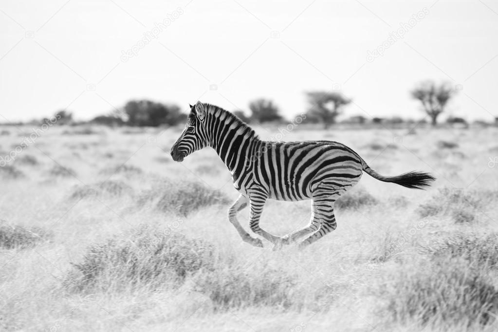 young zebra running