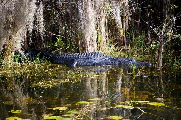 Aligator florida Amerikai Egyesült Államok — Stock Fotó