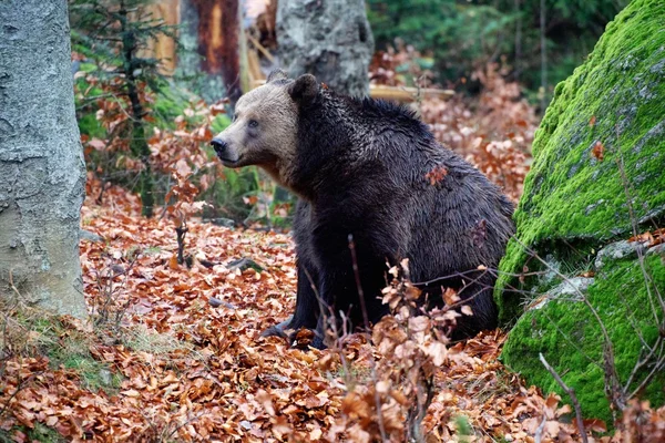 Um urso na Alemanha — Fotografia de Stock