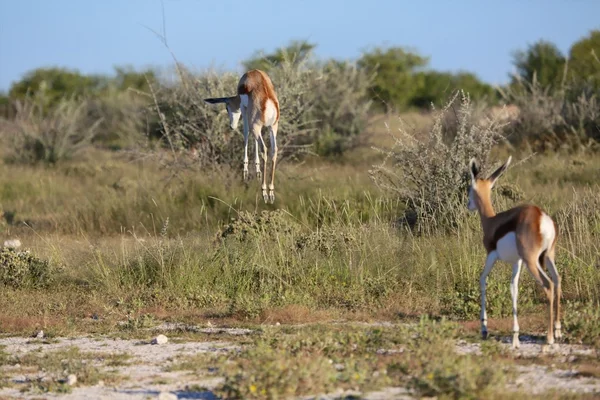 Un springbok saltando en el parque nacional etosha —  Fotos de Stock