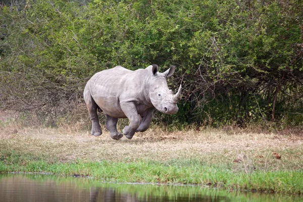 Um rinoceronte em execução no parque nacional de Kruger África do Sul — Fotografia de Stock