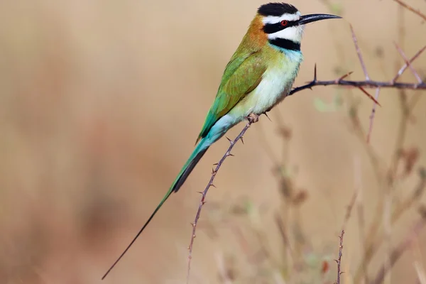 Un abejorro de garganta blanca en el parque nacional de Samburu Kenya —  Fotos de Stock