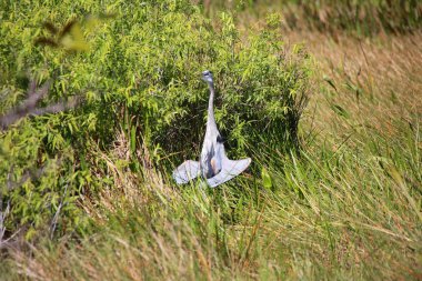 onun tüyleri kurutma büyük mavi balıkçıl