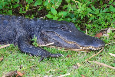 everglades bana bakmayı timsah