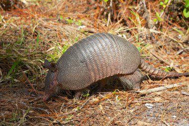 Armadillo ormanda
