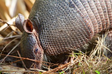 Armadillo yakın çekim everglades Ulusal Parkı