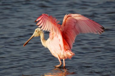 pembe kaşıkçı açılış everglades