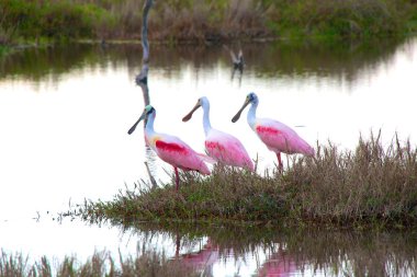 Üç pembe kaşıkçı everglades