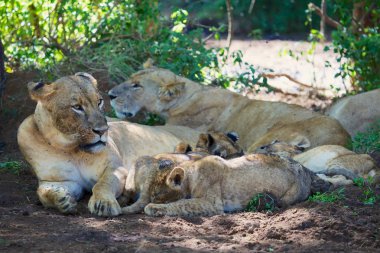 dişi aslan yavruları ile dinlenme