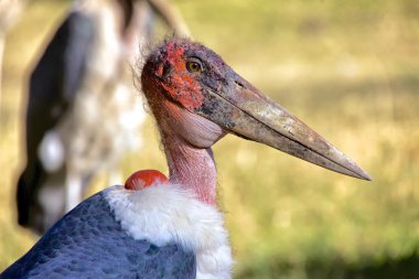 portrait of a marabou stork kenya clipart