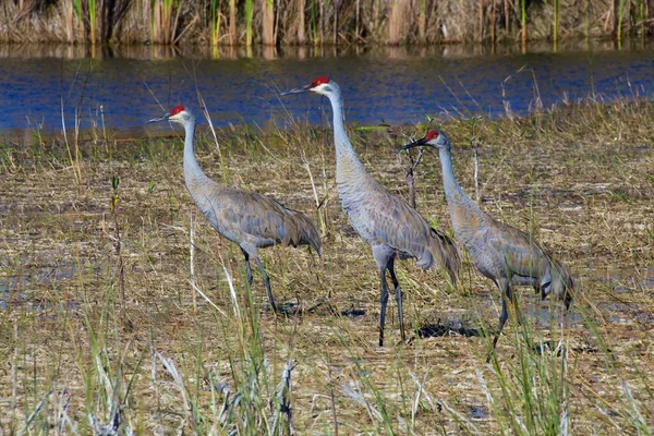 Drei sandhill kraniche im everglades nationalpark usa — Stockfoto