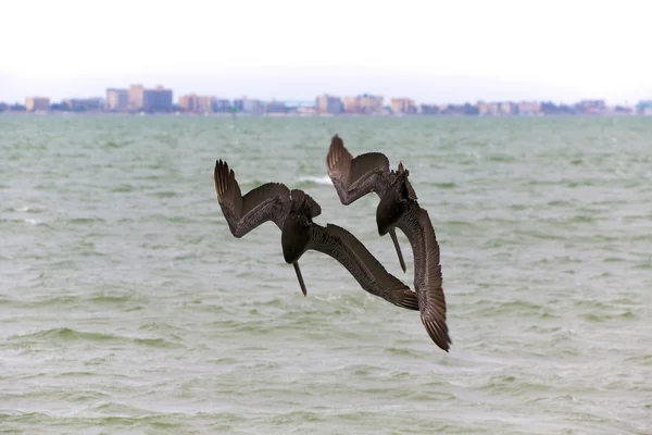 Pelicans fishing together in florida — Stock Photo, Image