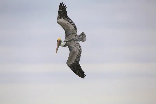 Pelican terbang di florida — Stok Foto