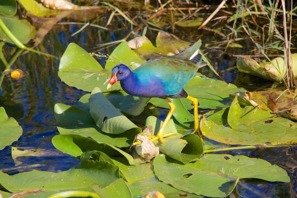 Nilüfer üzerinde yürüyen moorhens — Stok fotoğraf