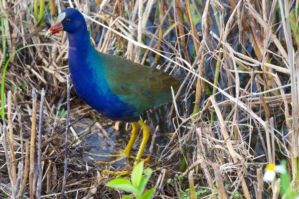 Gallinule roxo no parque nacional everglades — Fotografia de Stock