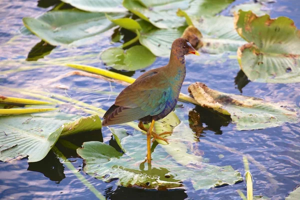 Gallinule no parque nacional de Everglades — Fotografia de Stock