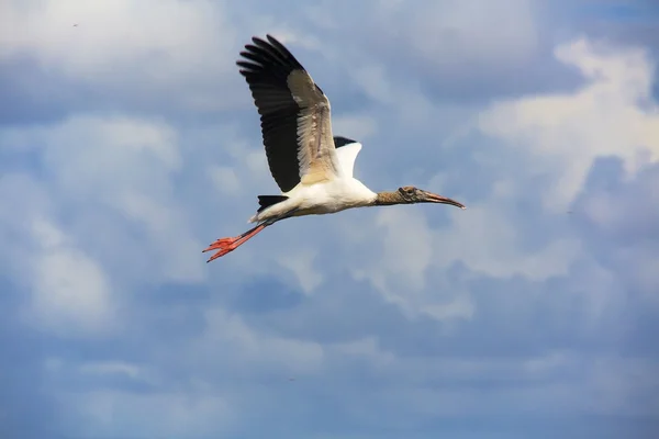 Cicogna di legno che vola everglades — Foto Stock