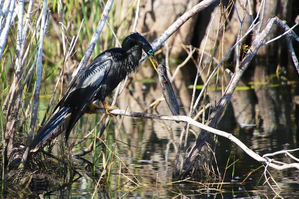 Anhinga pesca um bagre — Fotografia de Stock