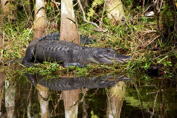 Alligator med resten i en flod — Stockfoto