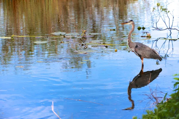 Gran pesca de garza azul en el parque nacional Everglades — Foto de Stock