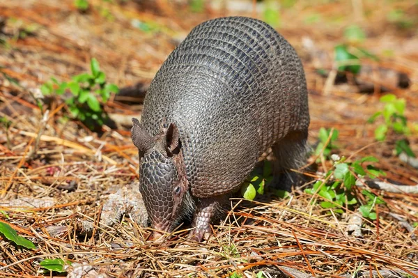 Armadillo cerca del parque nacional Everglades — Foto de Stock