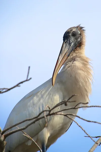 Cigüeña de madera hermosa en Everglades —  Fotos de Stock