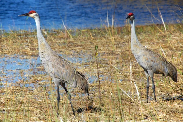 Grúa arenisca en el parque nacional Everglades —  Fotos de Stock