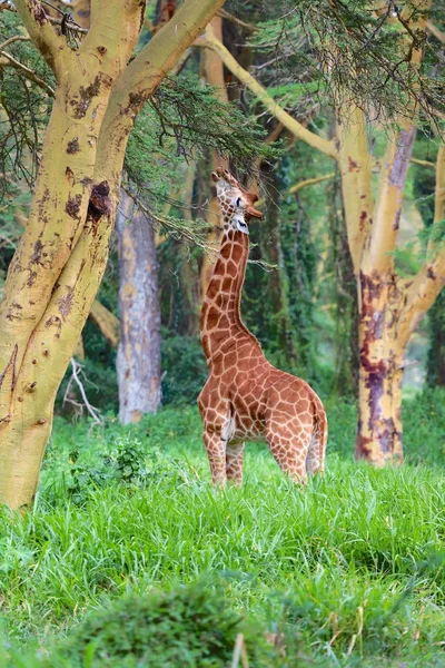 Girafe in the forest kenya — Stock Photo, Image