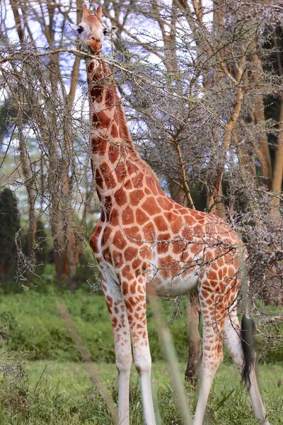 Girafa comer uma árvore de acácia — Fotografia de Stock