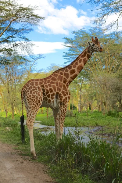 Girafe al parco nazionale del lago nakuru — Foto Stock