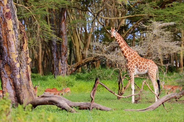 Girafe ser på meg – stockfoto