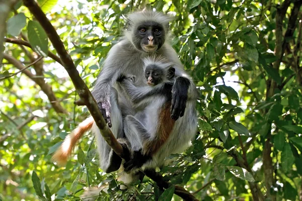 Moeder en zoon rode colobus — Stockfoto