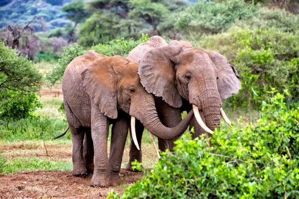Elefantes en el parque del tarangire tanzania — Foto de Stock