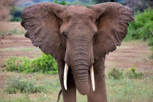 Elefante arrabbiato al parco nazionale Tarangire — Foto Stock