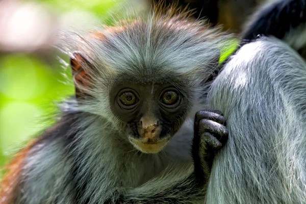 Baby Rode colobus zanzibar — Stockfoto