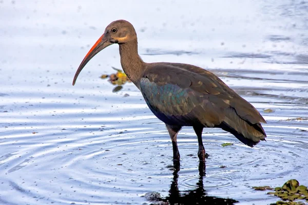 Kenya'da hadada ibis — Stok fotoğraf