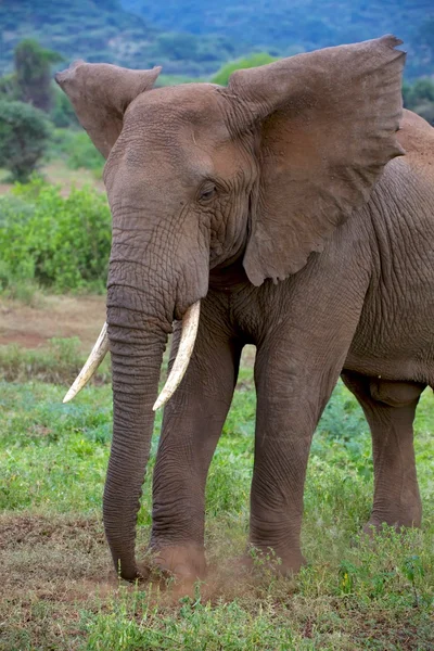 Elefante nel parco nazionale di Tarangire — Foto Stock