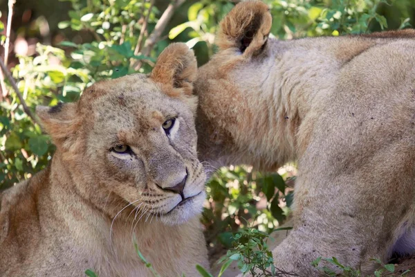 Löwin küsst eine andere Löwin — Stockfoto