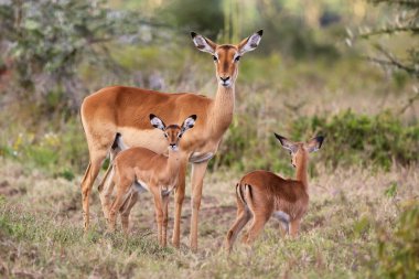 impala family at nakuru national park clipart